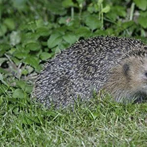 Hedgehog - feeding in garden at night, Lower Saxony, Germany