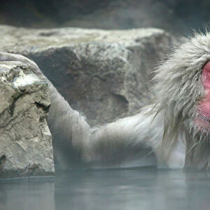 Cercopithecidae Mouse Mat Collection: Japanese Macaque