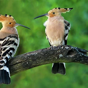Bucerotiformes Collection: Hoopoes