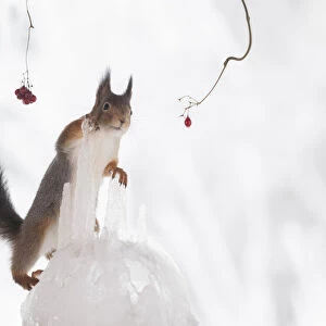Red squirrel holding a icicle and looking away