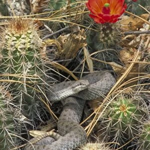 Twin-spotted Rattlesnake - In cactus - Arizona - Mountain rock dweller of pine-oak woodland-grassy and brushy areas and open coniferous forest - Activity is restricted by cool night temperatures