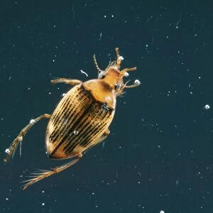 Water Beetle AP 498 Haliplus sp. © Dennis Avon / ARDEA LONDON