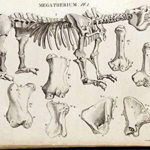 1804 Megatherium Cuvier Plate