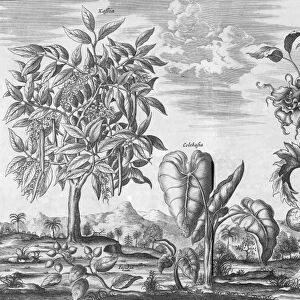 African plants, 17th century C013 / 7756