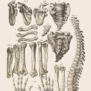 Bones of the human skeleton