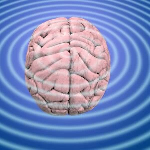 Brain waves, conceptual image