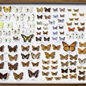 Case of British Butterflies Lepidoptera