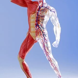 Human body, anatomical model