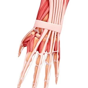 Human hand musculature, artwork F007 / 3436