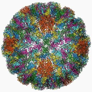 SV40 virus capsid, molecular model F006 / 9508