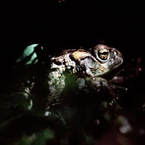 Nearctic Toads Collection: Boreal Toad