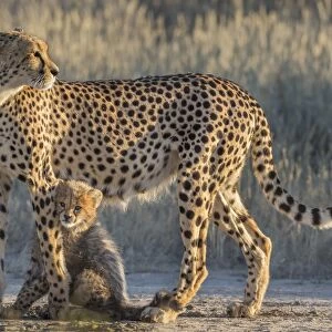 Cheetah (Acinonyx jubatus) with cub, Kgalagadi Transfrontier Park, Northern Cape