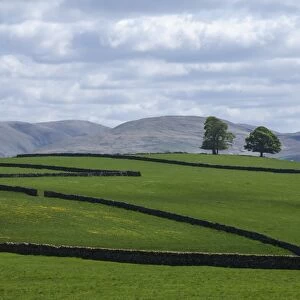 Dry stone walls, Eden Valley, Cumbria, England, United Kingdom, Europe