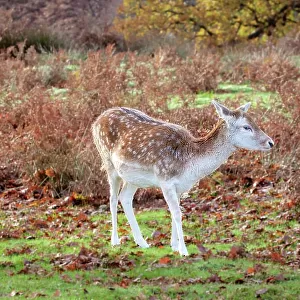 Fallow Deer at Knole Park, near Sevenoaks, Kent, England, United Kingdom, Europe