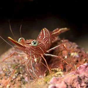 Hinge beak shrimp (Hinge beak prawn) (Rhynchocinetes sp. ) emerges to feed at night