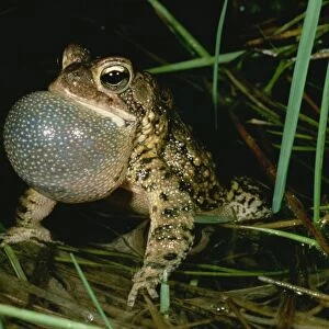 Nearctic Toads Collection: Eastern American Toad