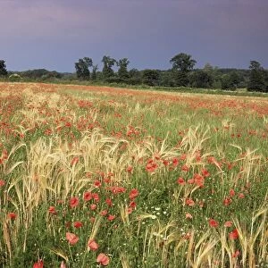 Summer meadow with poppies, near Chateaumeillant, Loire Centre, Centre, France, Europe