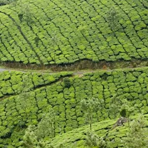 Tea gardens, Devikulam, Munnar, Kerala, India, Asia