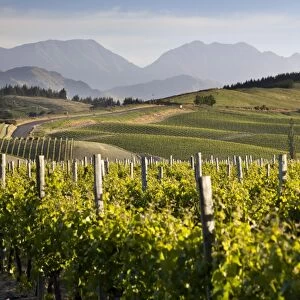 Vineyards, Renwick, near Blenheim, Marlborough region, South Island, New Zealand, Pacific