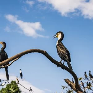 Cormorants Collection: White Breasted Cormorant