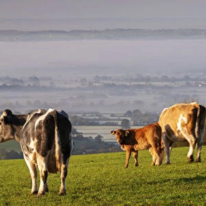 Cattle grazing on the Mendips on a misty morning, Somerset, England