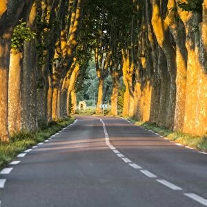 France, Provence, Vaucluse. Typical tree lined road at sunset