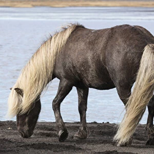 Icelandic horse on a black sand beach, South Iceland