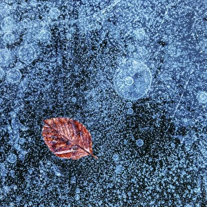 A lone leaf trapped in the ice on a frozen lake surface, Emilia Romagna, Italy
