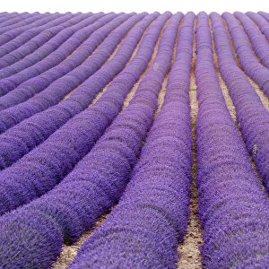 Provence, France, Europe. Purlple lavander fields full of flowers, natural light