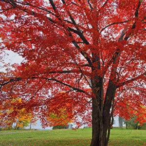 Sugar maple (Acer saccharum) tree in autumn foliage. Woodstock New Brunswick, Canada