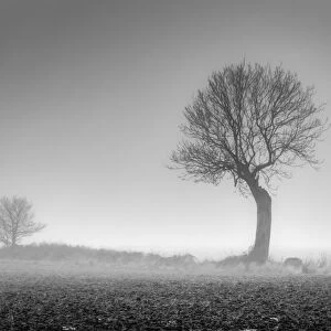UK, England, Norfolk, Foggy Winter Field