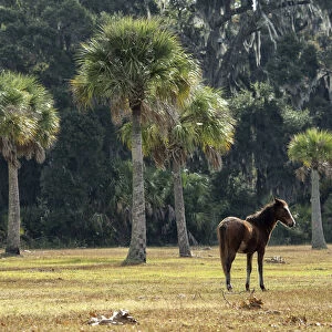 USA, Georgia, Cumberland Island, pony on meadow in the park