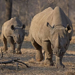 An endangered east African black rhino and her young one walk in Tanzanias Serengeti
