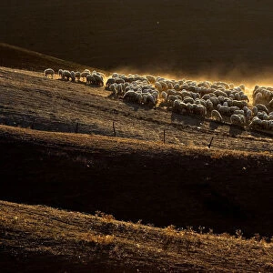 Sheep grazing on a field are seen at the Crete Senesi (Siennese clays) area near