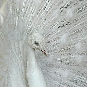 White peacock displays its white feathers in bird park in Amman