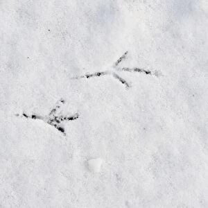 Blackbird Turdus merula footprints in snow in garden Norfolk winter