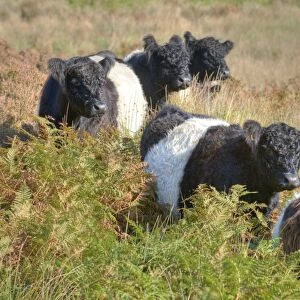 Domestic Cattle, Belted Galloway cows, standing amongst bracken on fell, Croasdale, Slaidburn, Forest of Bowland, Lancashire, England, october