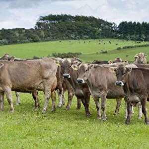 Domestic Cattle, Brown Swiss dairy cows, herd standing in pasture, Dumfries, Dumfries and Galloway, Scotland, June