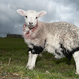 Domestic Sheep, lamb, wearing skin of dead lamb, method used to adopt orphan lamb onto ewe by disguising scent
