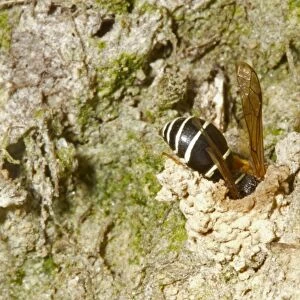 Fen Mason Wasp (Odynerus simillimus) adult, entering nest chimney, Sutton Fen RSPB Reserve, The Broads, Norfolk