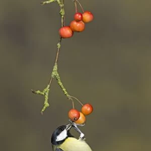 Great Tit (Parus major) adult, feeding, hanging on crabapple fruit, Suffolk, England, January