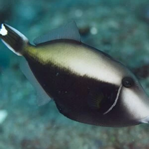 Halfmoon Triggerfish (Sufflamen chrysopterum) adult, swimming, Lembeh Straits, Sulawesi, Greater Sunda Islands