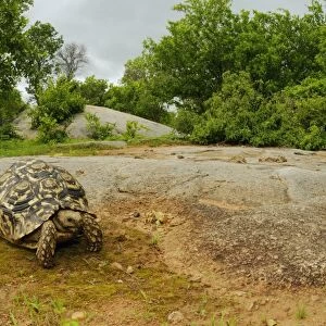 Leopard Tortoise (Stigmochelys pardalis) adult, standing on rock in bush habitat, Ruaha N. P. Tanzania