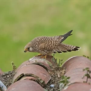 Lesser Kestrel (Falco naumanni) adult female, displaying ready for mating, standing on roof tiles, Extramadura, Spain, april