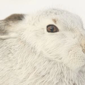 Mammals Mouse Mat Collection: Arctic Hare