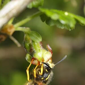 Norwegian Wasp (Dolichovespula norwegica) adult worker, feeding on Gooseberry (Ribes uva-crispa) flower, important pollinator of soft-fruit crops, Powys, Wales, april