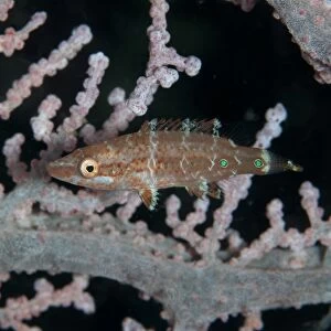 Oriental Wrasse (Oxycheilinus rhodochrous) juvenile, swimming amongst sea fan coral, Lembeh Straits, Sulawesi