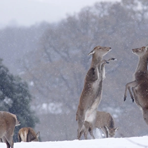 Red Deer (Cervus elaphus) two hinds, boxing, fighting to establish dominance in snow, Yorkshire, England, december