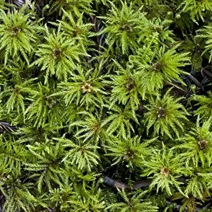 Umbrella Moss (Leucolepis acanthoneuron) male gametophytes, growing in Coast Redwood (Sequoia sempervirens) forest
