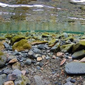 Underwater view of stony riverbed in river flowing into glacial lake, River Liza, Ennerdale Water, Lake District N. P